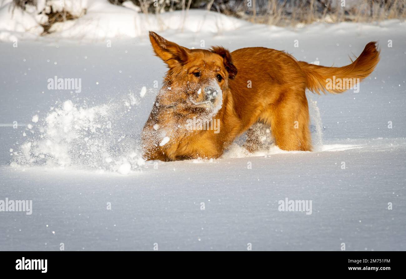 Un cucciolo Golden Retriever di 7 mesi gioca nella neve bianca scintillante in una giornata invernale soleggiata. Foto Stock