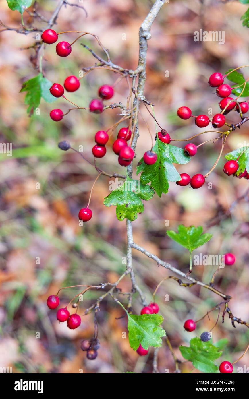 Frutto rosso di Crataegus monogyna, conosciuto come biancospino o biancospino a singolo punto di origine Foto Stock