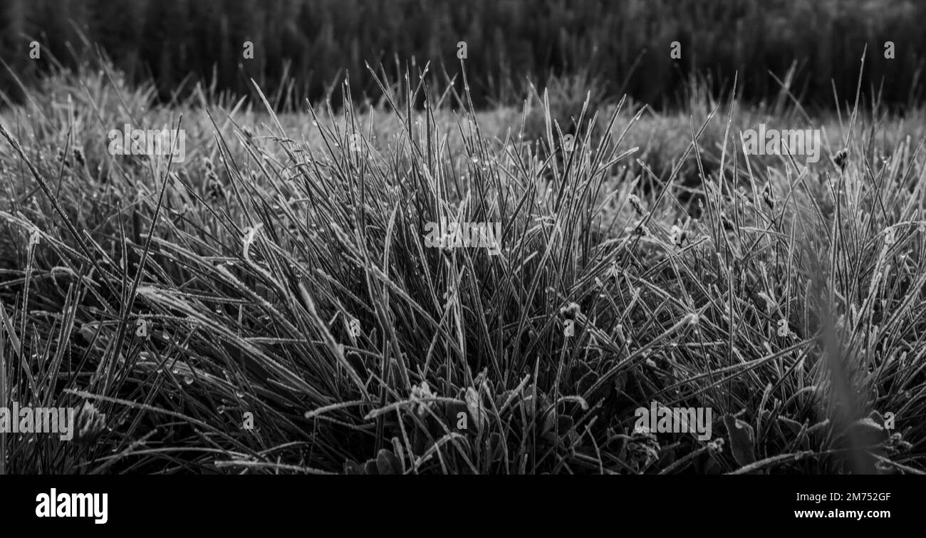 Mattina Dew sulle erbe spesse di Upper Kings Creek Meadow in bianco e nero Foto Stock