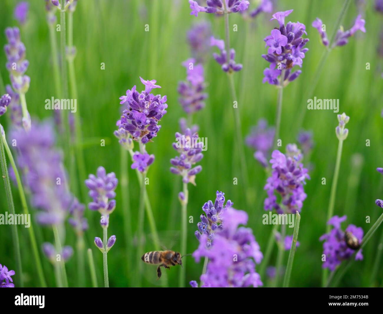 Splendidi fiori di lavanda a fuoco morbido con un'ape che vola oltre Foto Stock