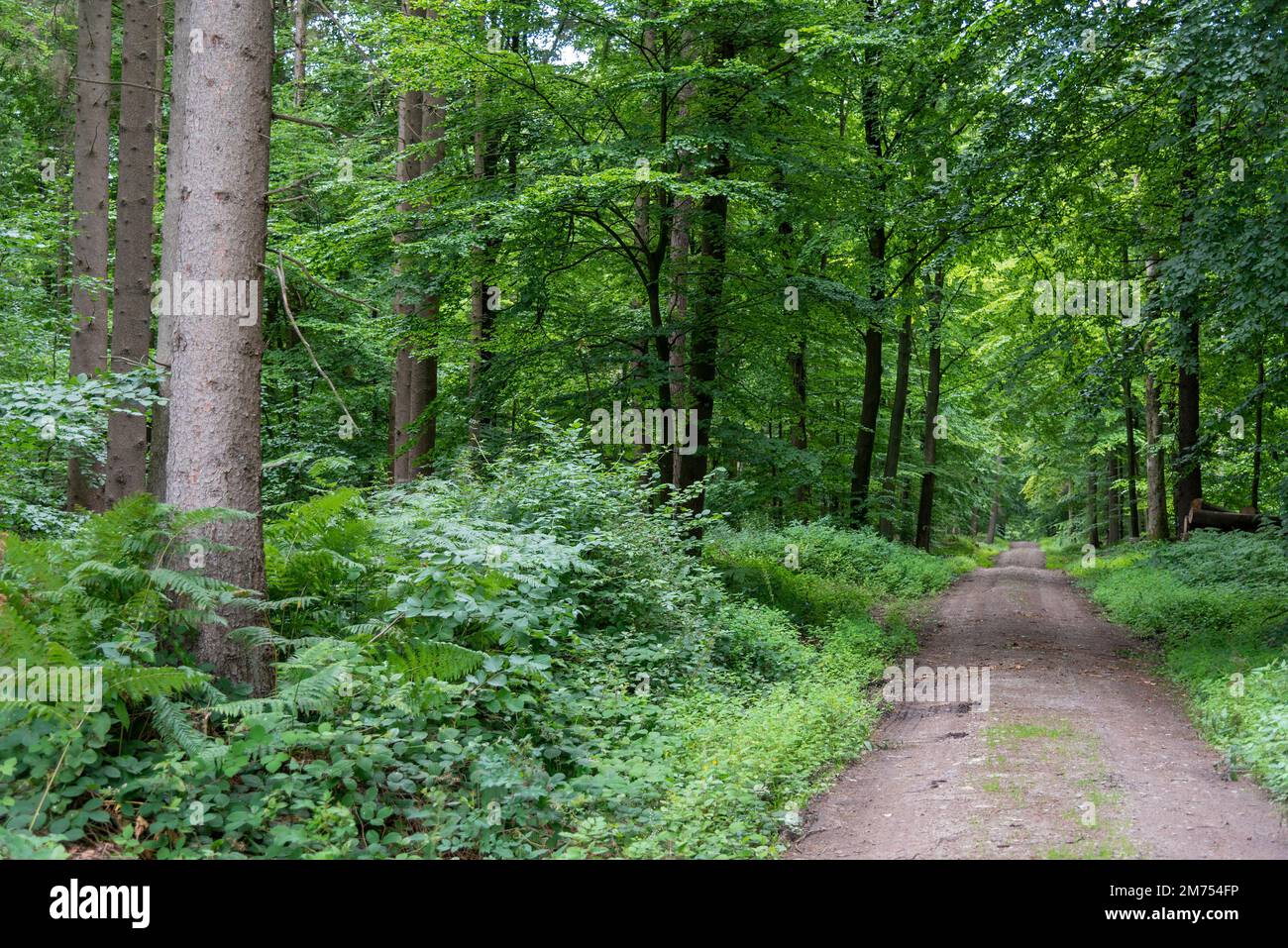 Pista forestale in estate, Schleswig-Holstein, Germania Foto Stock