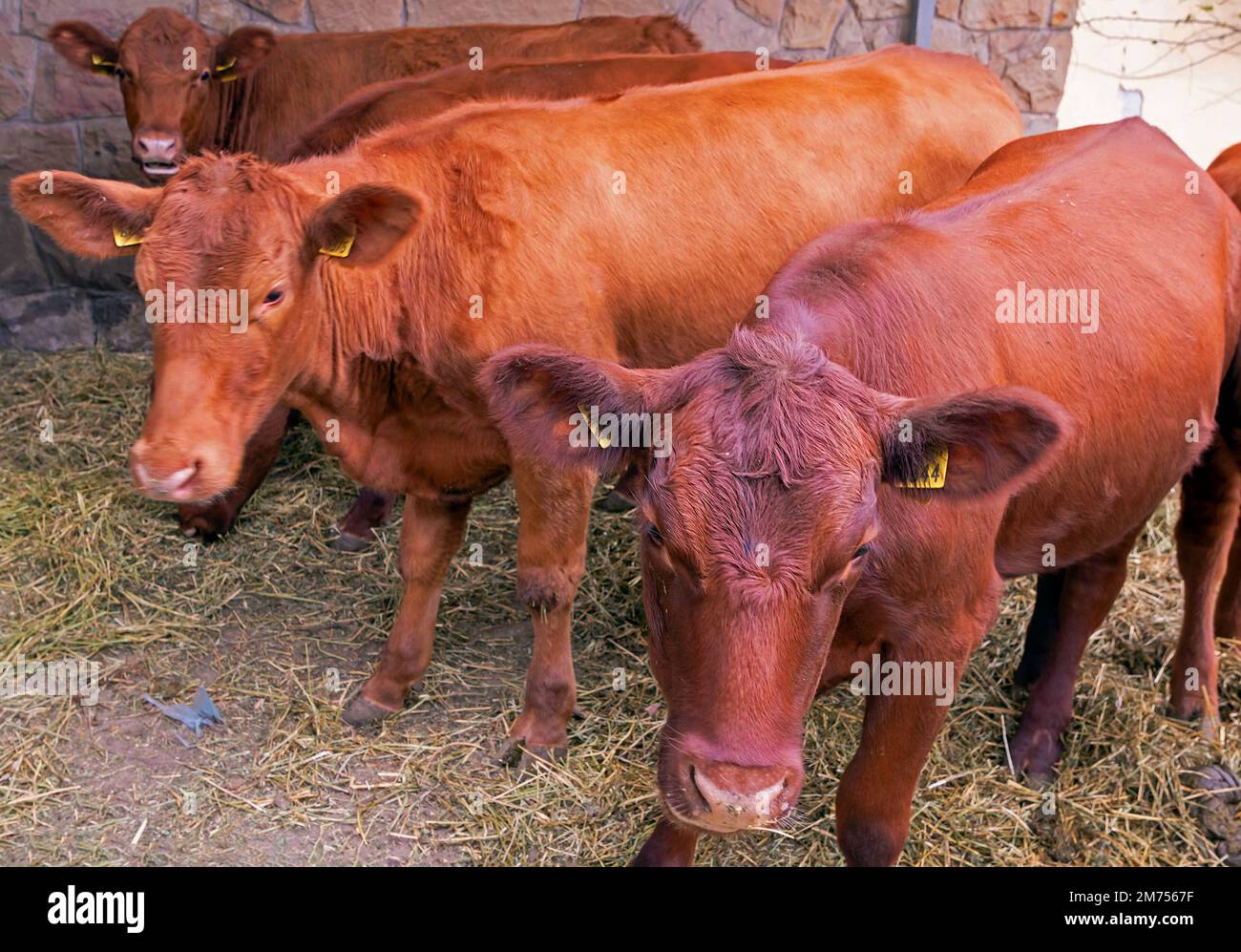 Red Angus una razza internazionale di bovini da carne di colore marrone rossastro mantello dalla Scozia Foto Stock
