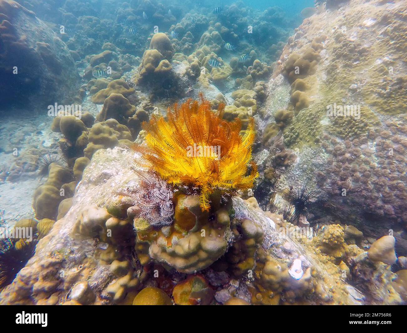 Anemone barriera corallina rosso giallo nelle andamane a lipe Foto Stock