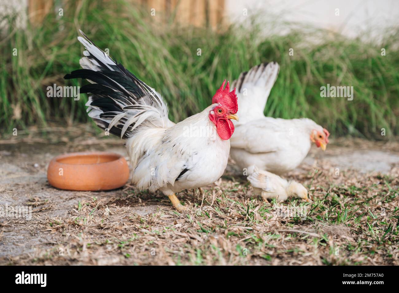Galline bianche e pulcino in cortile rurale in azienda agricola biologica Foto Stock