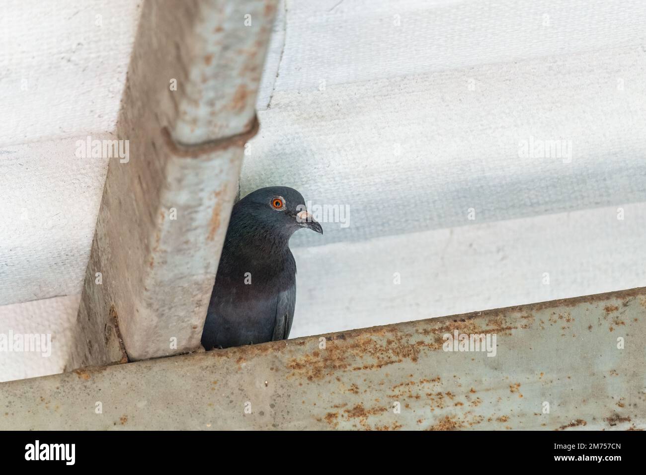 Piccione giovane appollaiato nascosto su trave di acciaio della casa. Malattia locale portatrice di uccelli Cryptococcus neoformans Foto Stock