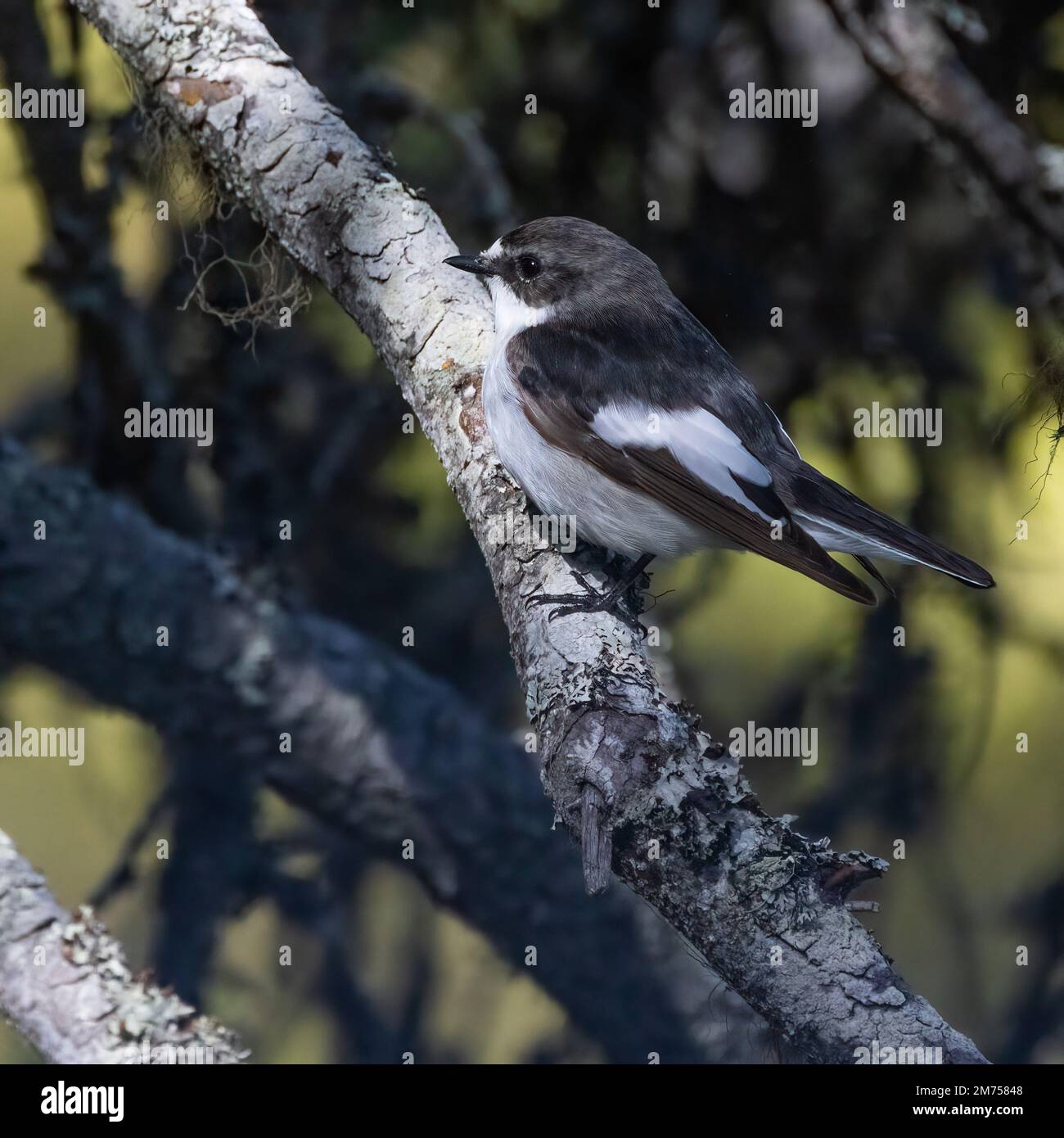 Unione pied flycatcher Foto Stock