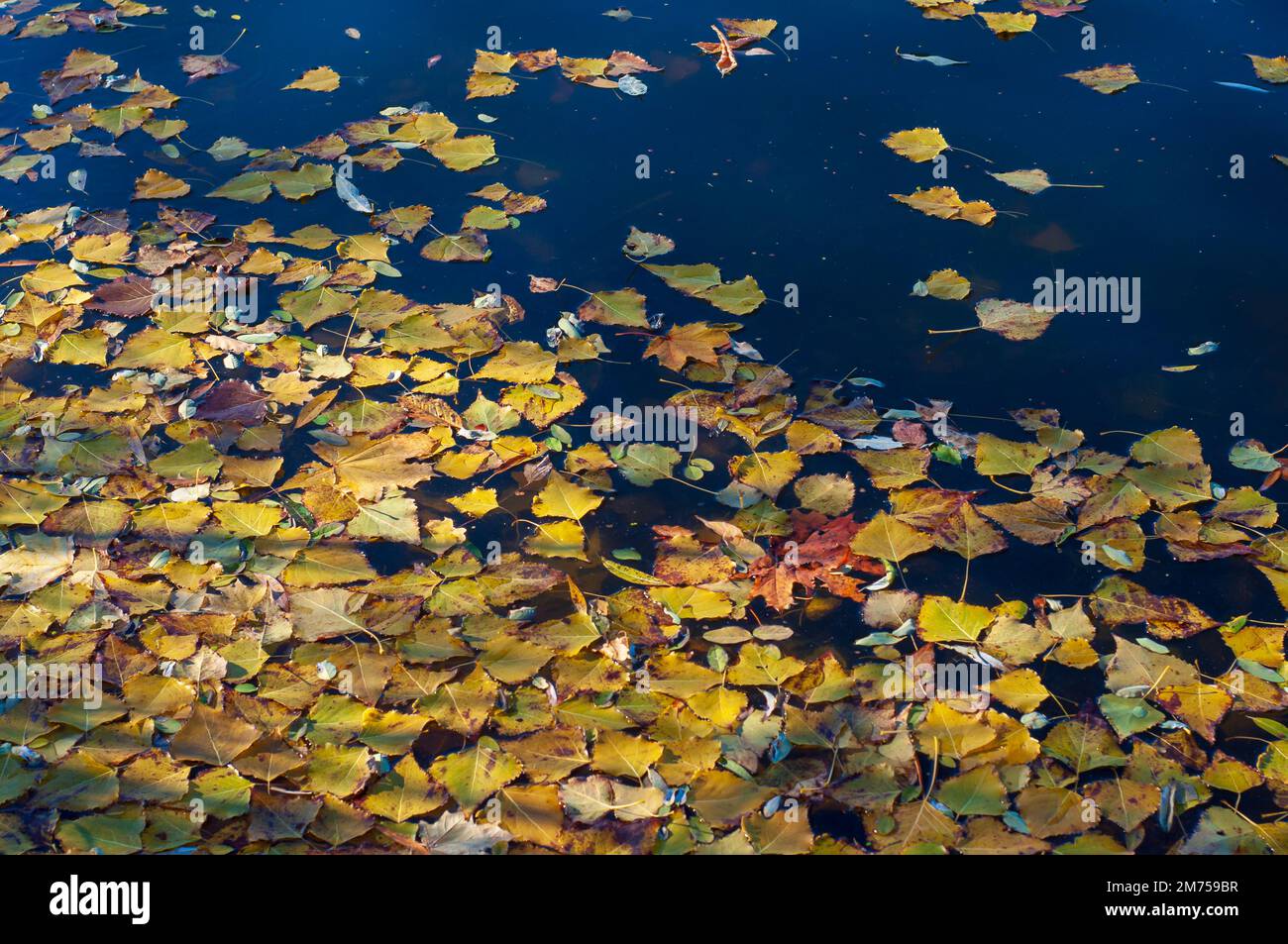 Foglie autunnali gialle galleggiano sulla superficie dell'acqua. Lago liscio in una giornata di sole. Foto Stock