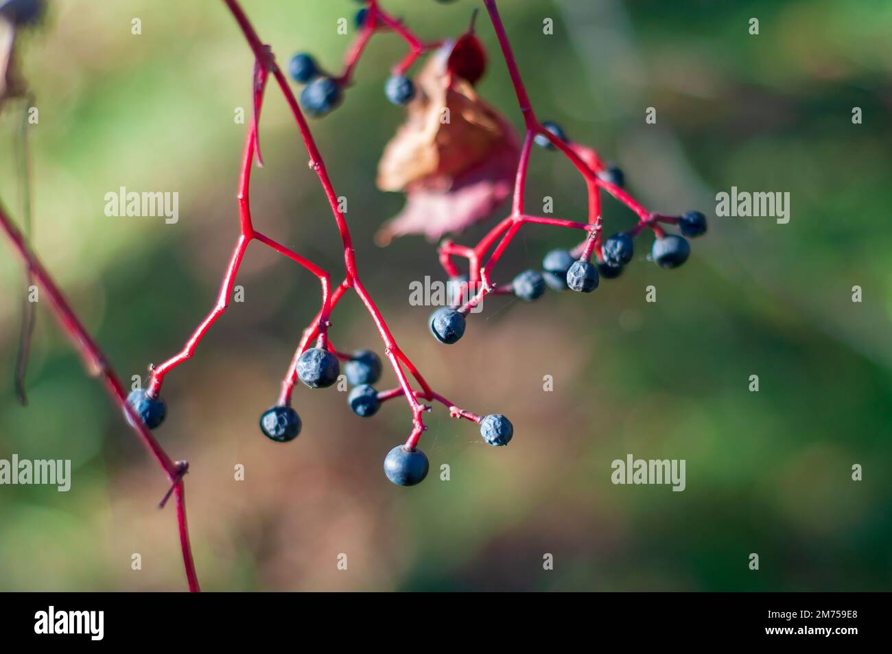 Un ramo con bacche di uva selvatica. Piante autunnali in natura, fuoco selettivo. Foto Stock