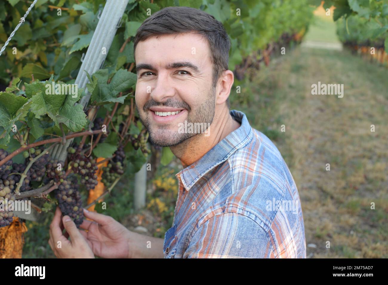 Coltivatore nella sua vigna riuscita Foto Stock