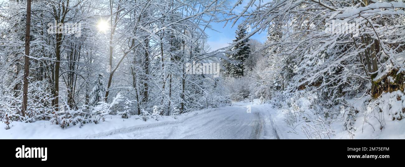 Paesaggio invernale, panorama, banner - vista sulla strada innevata nella foresta invernale di montagna Foto Stock