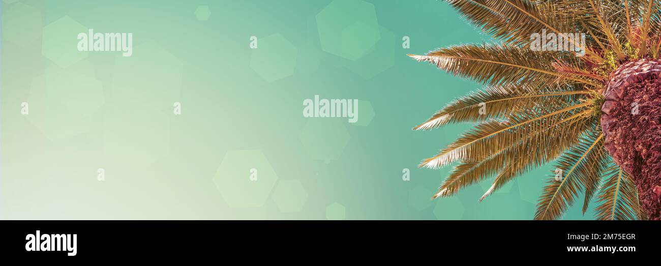 Sfondo estivo, panorama, banner con spazio per il testo - palma contro il cielo. Il concetto di turismo, viaggio, vacanza. Colori retrò stilizzati Foto Stock