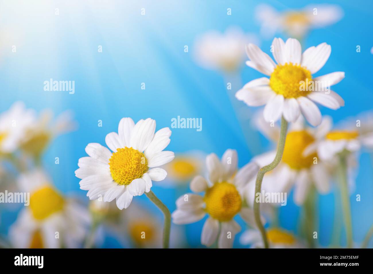 Camomilla (Matricaria recuperita), fiori primaverili fioriti su sfondo blu, primo piano, messa a fuoco selettiva, con spazio per il testo Foto Stock