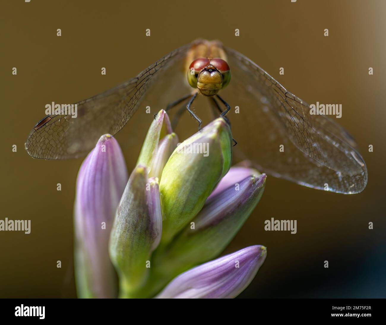 Dragonfly Alit su un Hosta Bloom Foto Stock