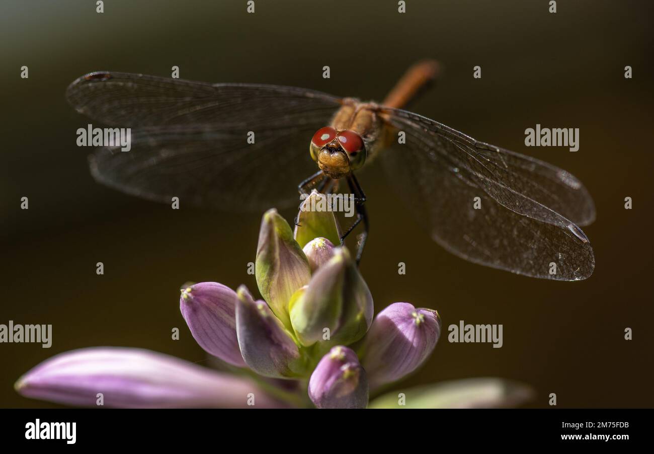 Dragonfly siede in cima a un Hosta Bloom Foto Stock