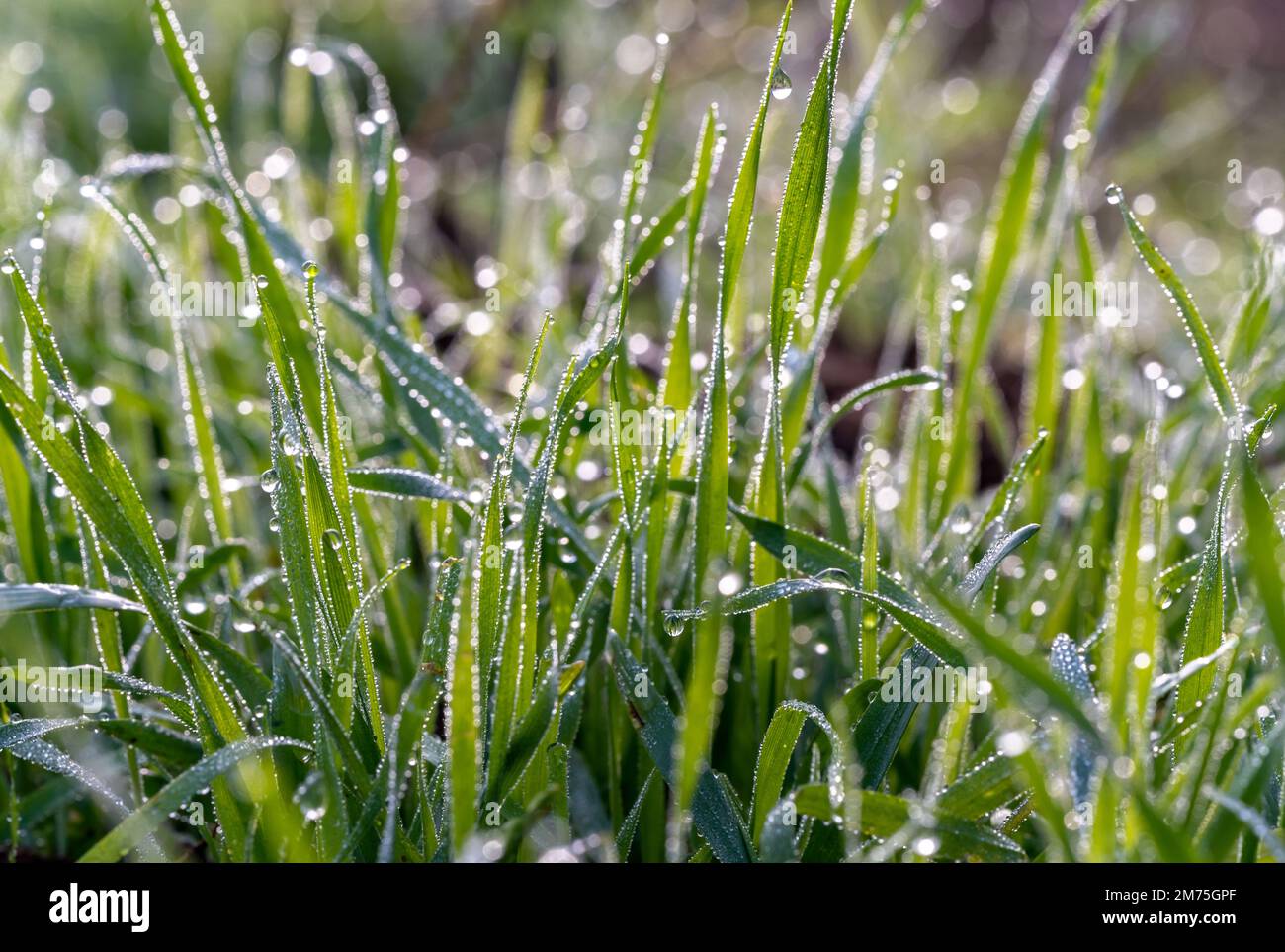 Primo piano macro foto di foglie verdi con gocce di pioggia o rugiada mattutina come sfondo con profondità di campo poco profonda. Foto Stock
