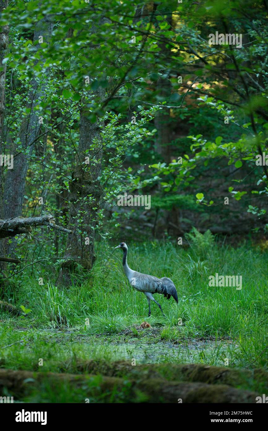 Gru o gru comune (Grus grus), uccello adulto al nido con il primo uccello covato, Meclemburgo-Pomerania occidentale, Germania Foto Stock