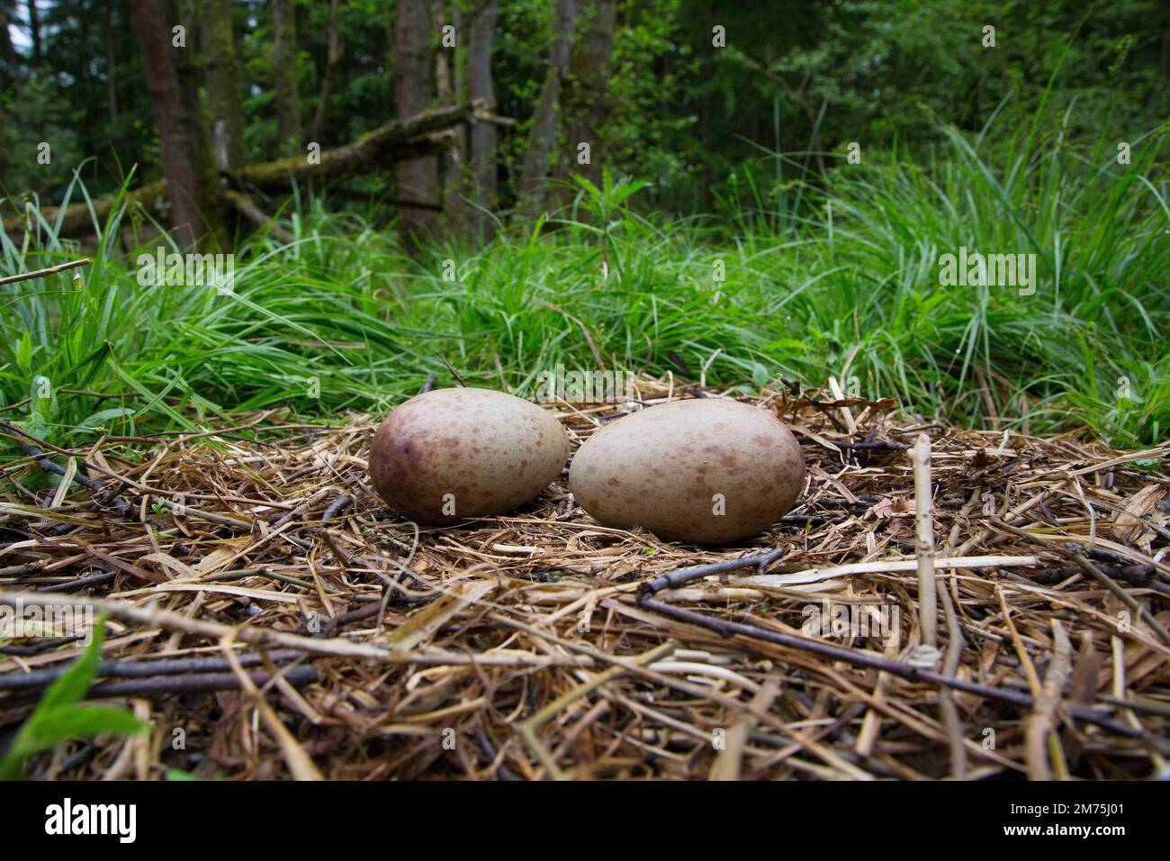 Gru o gru comune (Grus grus), uova o frizione su nido, Meclemburgo-Pomerania occidentale, Germania Foto Stock