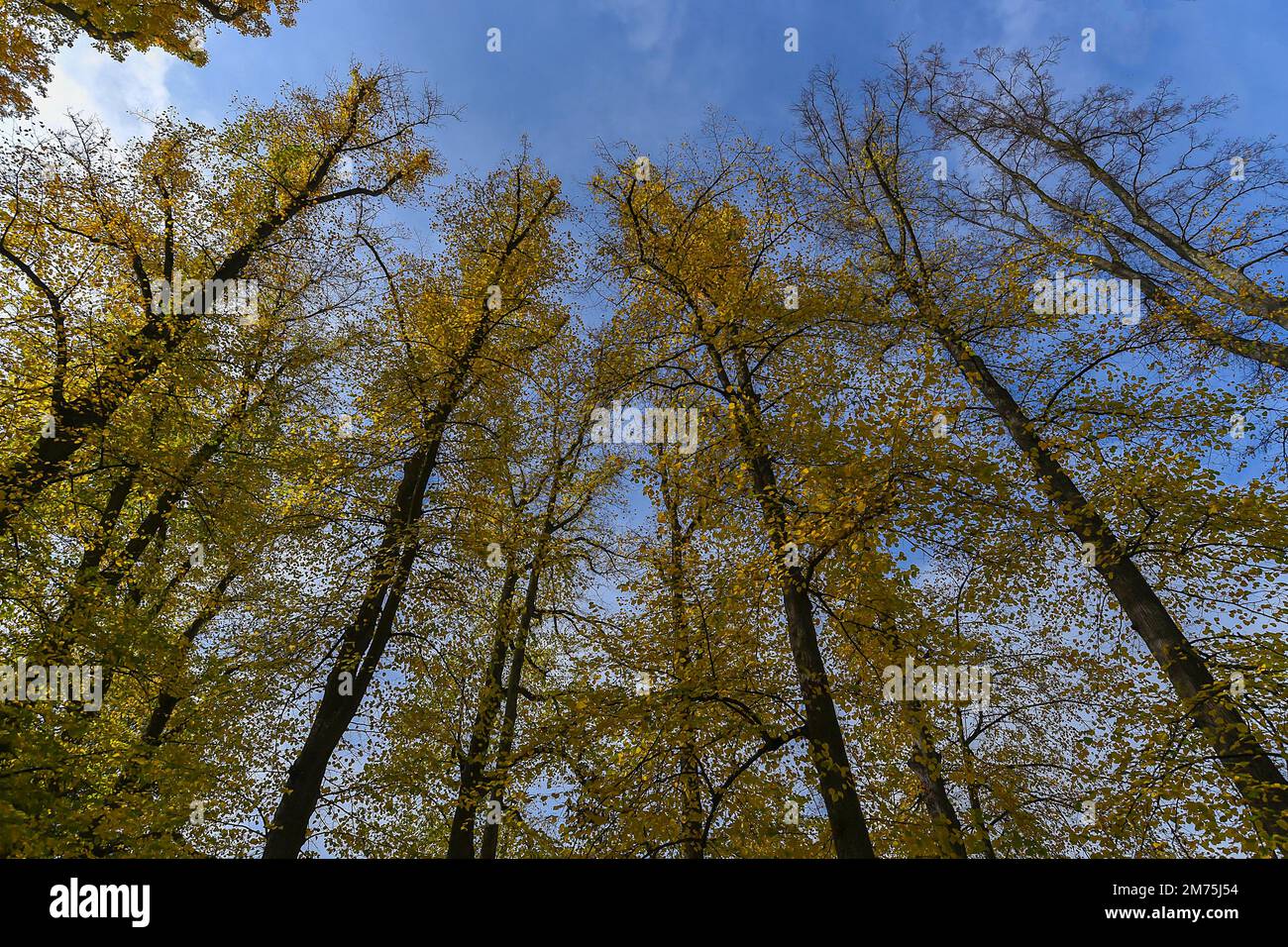 Autunno estate calce (Tilia platyphyllos), Baviera, Germania Foto Stock