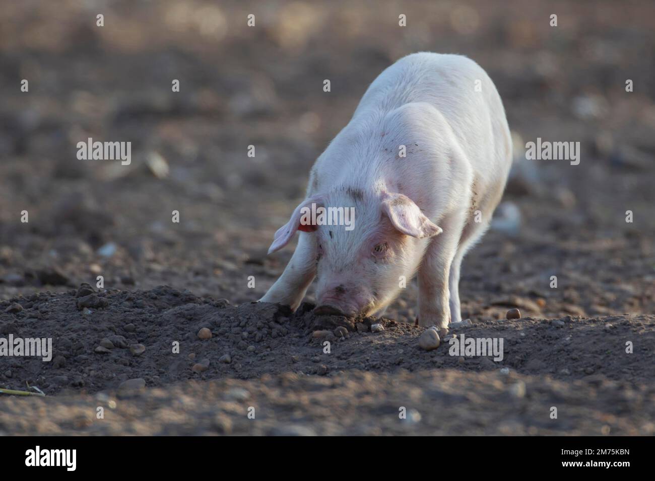 Suino (Sus domesticus) suino giovanile in un campo agricolo, Suffolk, Inghilterra, Regno Unito Foto Stock