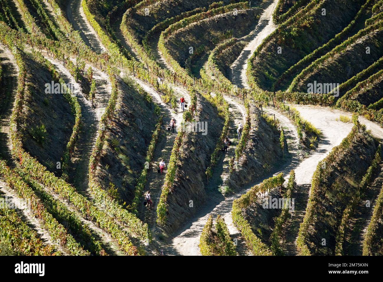 Terrazze di vini nella Valle dell'Alto Douro, regione vinicola a denominazione di origine protetta, regione del Norte, Portogallo Foto Stock