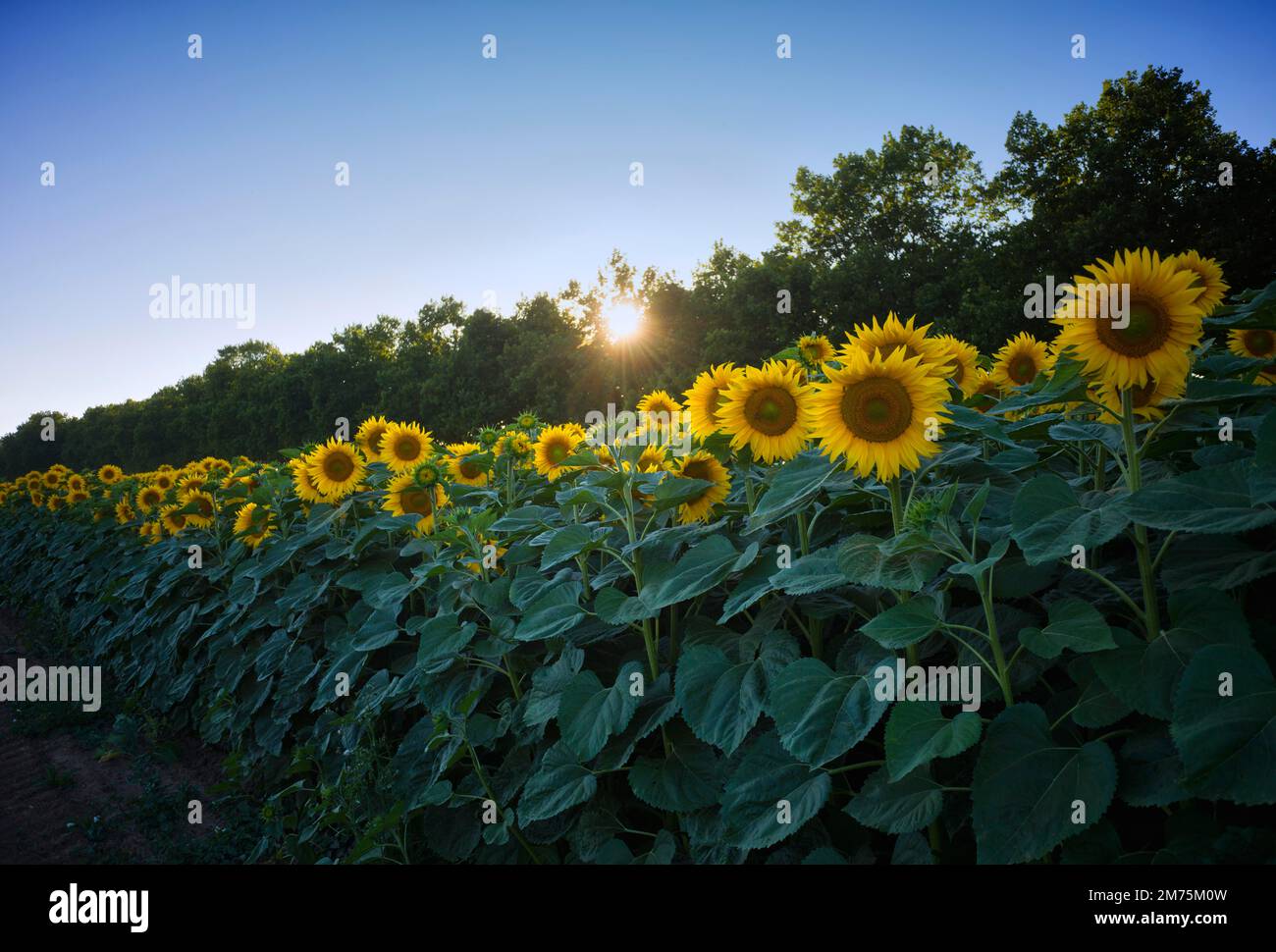 Campo di girasole (Helianthus annuus), tramonto, Stoccarda, Baden-Wuerttemberg, Germania Foto Stock