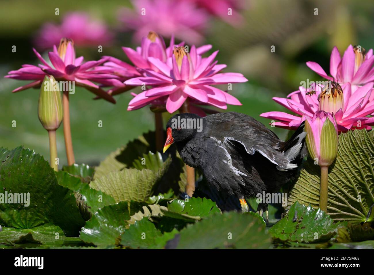 Moorhen comune (Gallinula chloropus), femmina, giglio d'acqua (Nymphea), rosa, stagno, Stoccarda, Baden-Wuerttemberg, Germania Foto Stock