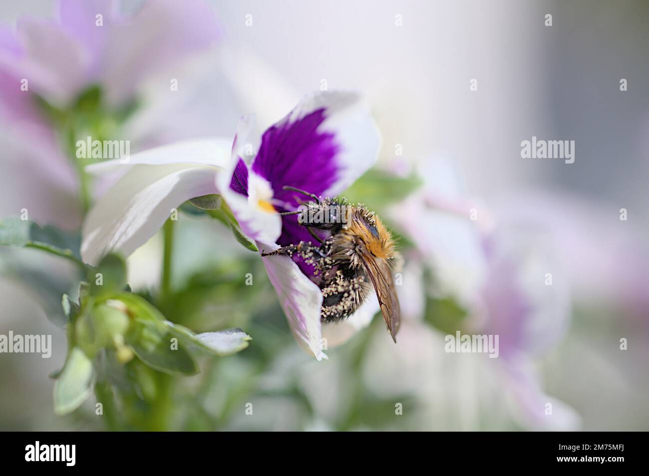 Ape dai piedi pelosi (piombi di Anterofora), pelta piena di polline, su un fiore viola bianco di pancia di campo (Viola arvensis), Goerlitz, Sassonia Foto Stock