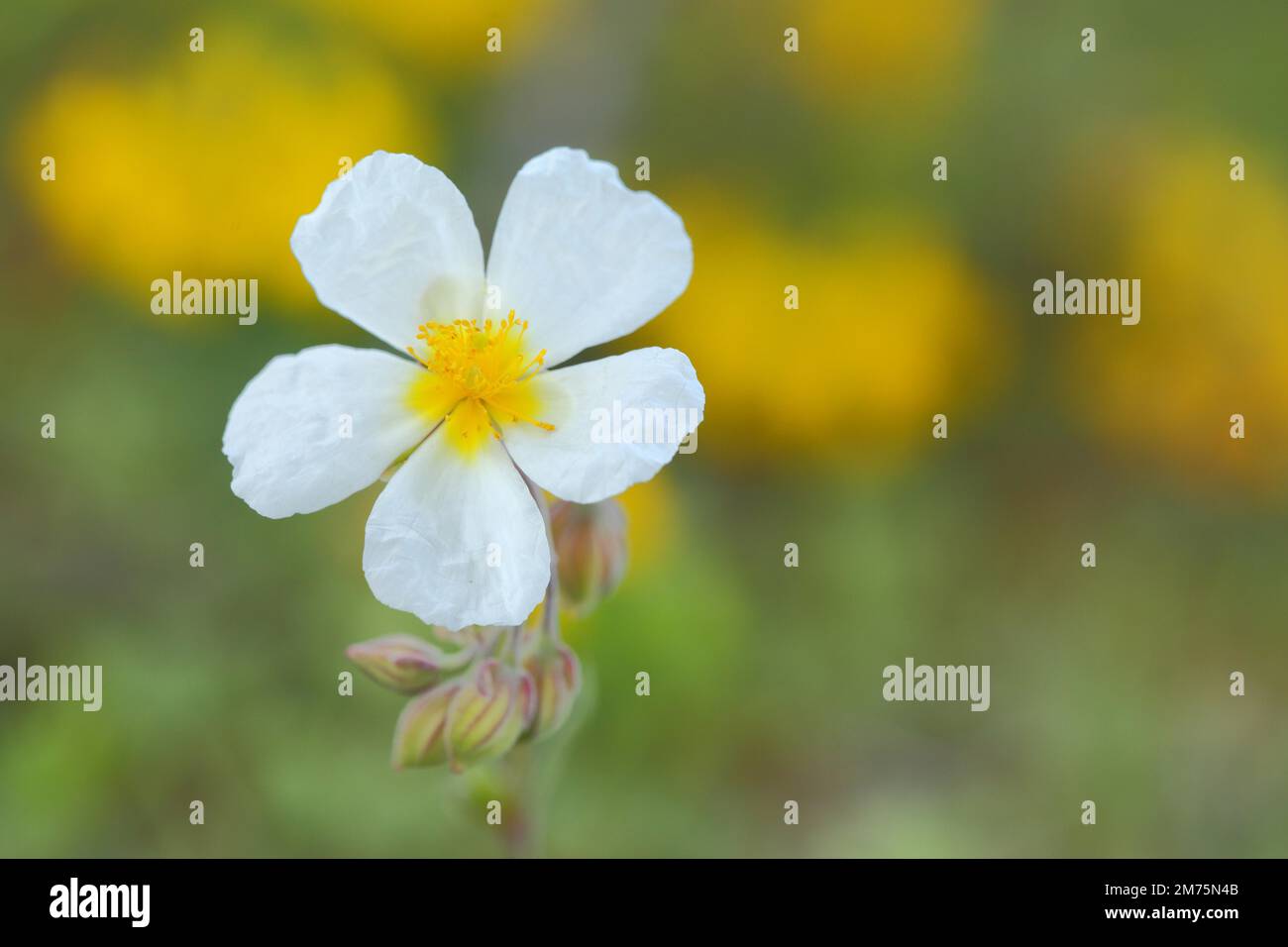 Rosa di roccia bianca (Helianthemum apenninum) vicino alla rovina di Homburg, ai terreni aridi di Karlstadt, Goessenheim, Karlstadt, Main, Bassa Franconia, Franconia Foto Stock