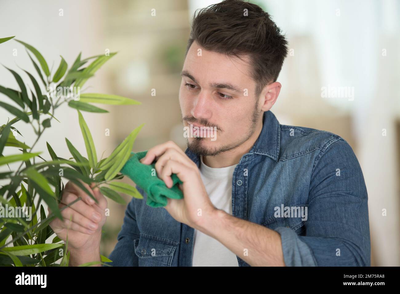 uomo che pulisce le foglie di una pianta di casa Foto Stock