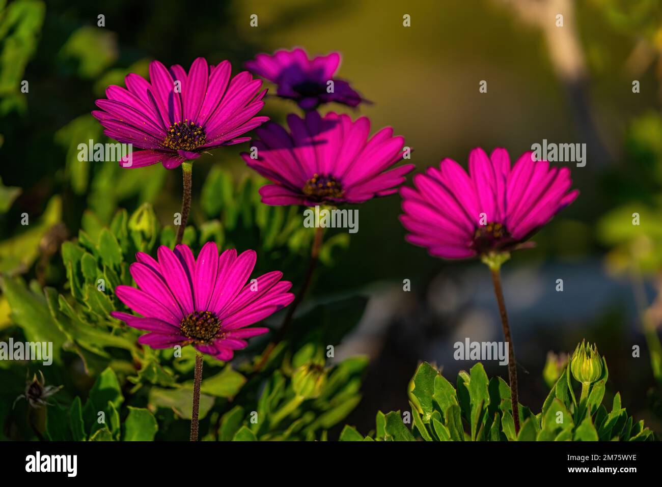 Viva magenta intenso colore fiore di peonia primo piano.viva magenta colore Foto Stock