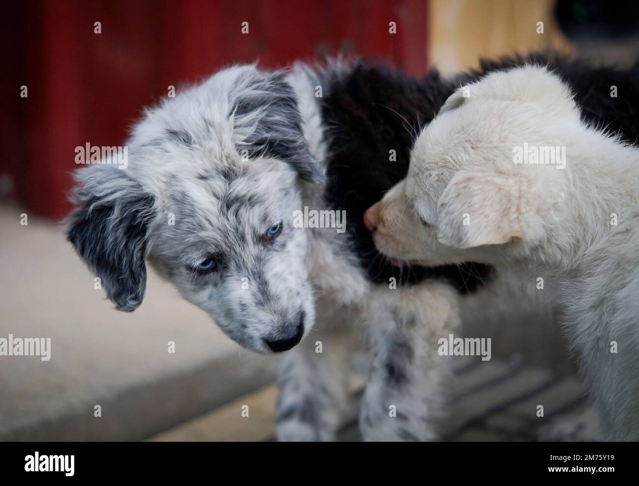 due cani piccoli che si guardano l'un l'altro Foto Stock