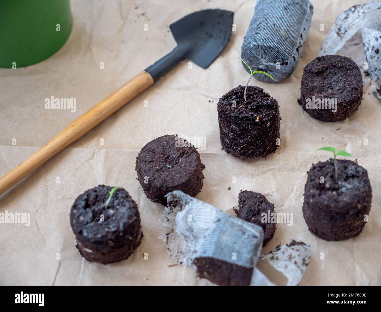 Piantine di pomodoro che crescono in compresse di torba gonfie sparse su carta marrone ruvida. Una pala e una pentola nelle vicinanze. Foto Stock