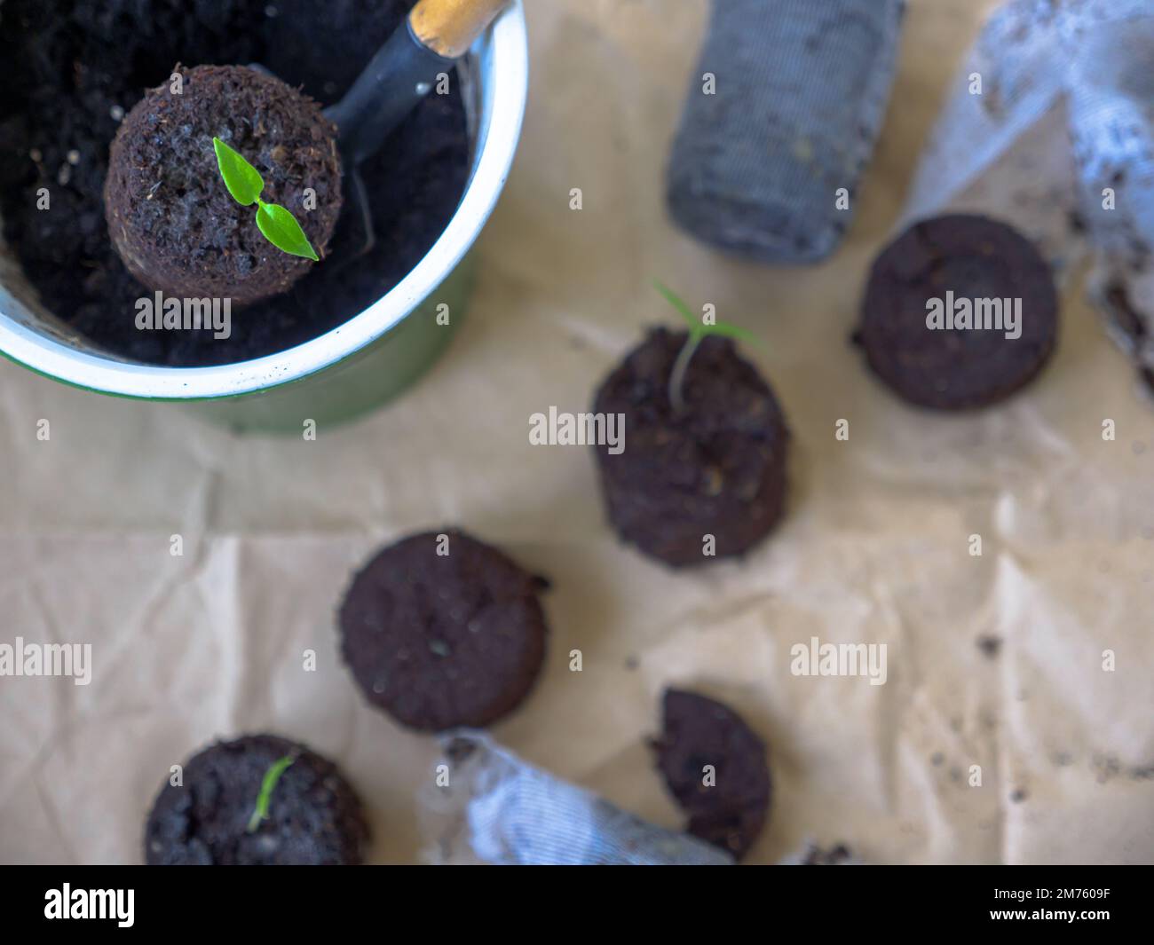 Una pala mette una pastiglia di torba gonfia con piccolo pomodoro che semina in una pentola verde per crescere. Carta marrone ruvida e compresse di terreno sparse sullo sfondo. Foto Stock