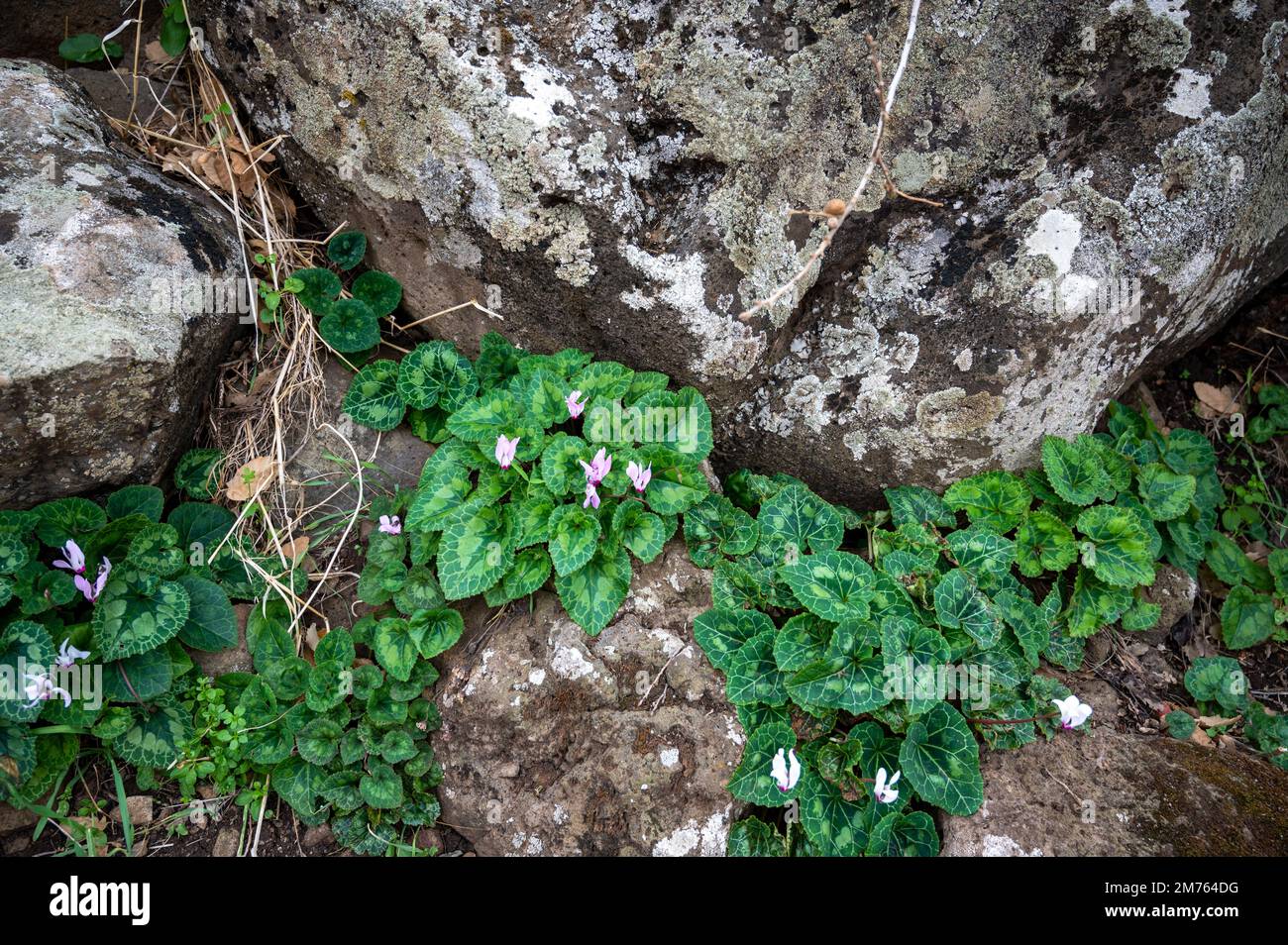 Il sole si nasconde nei ciclameni. Ciclamini in giardino. Fiori primaverili nei campi. Fiori viola al mattino nel parco. Il ciclamino cresce su una roccia. Foto Stock