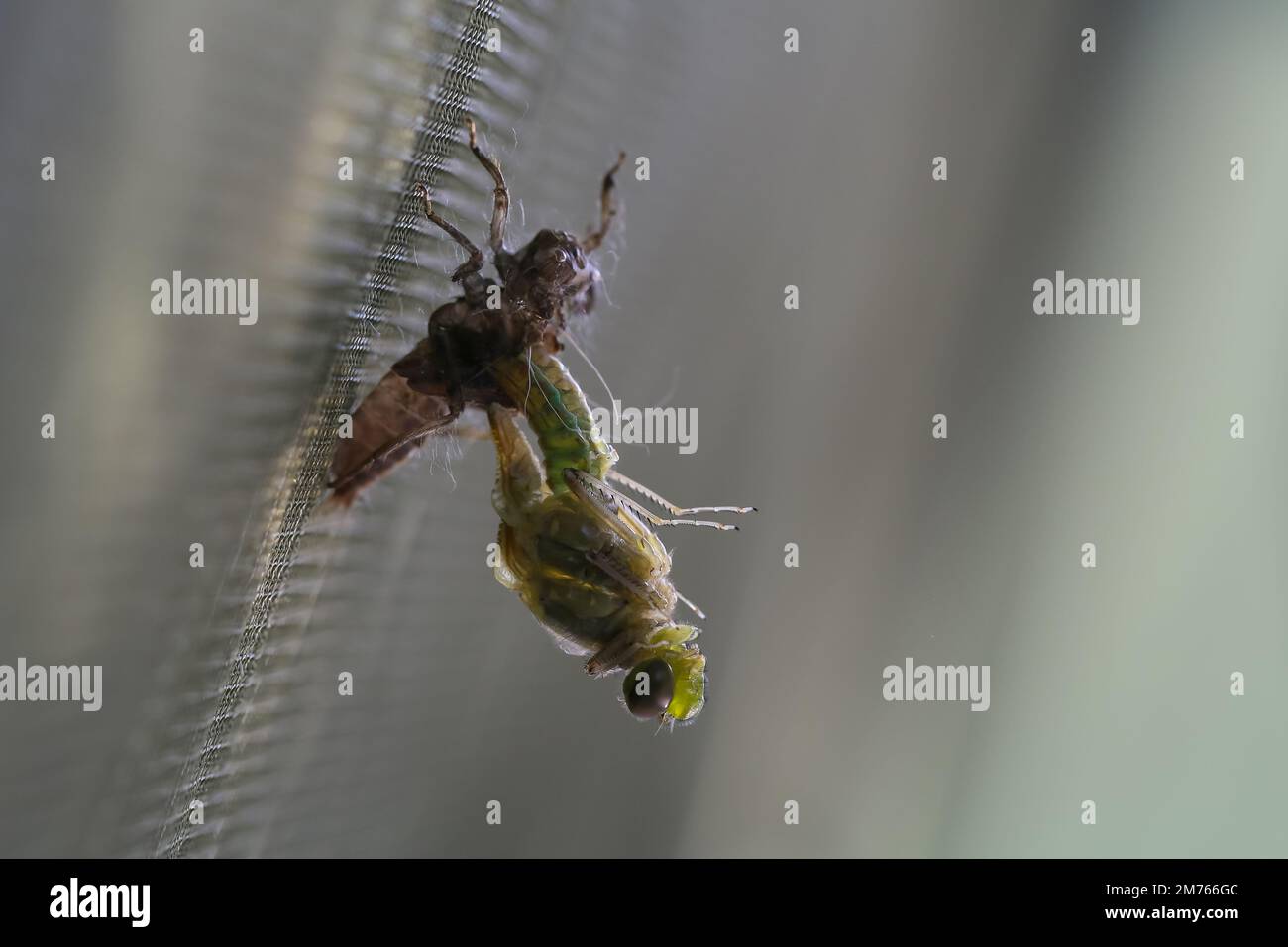 Libellula che si trasforma dalla pupa in insetto. Foto Stock