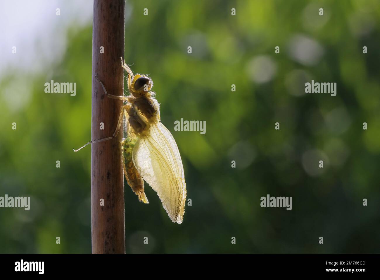 Libellula che si trasforma dalla pupa in insetto. Foto Stock