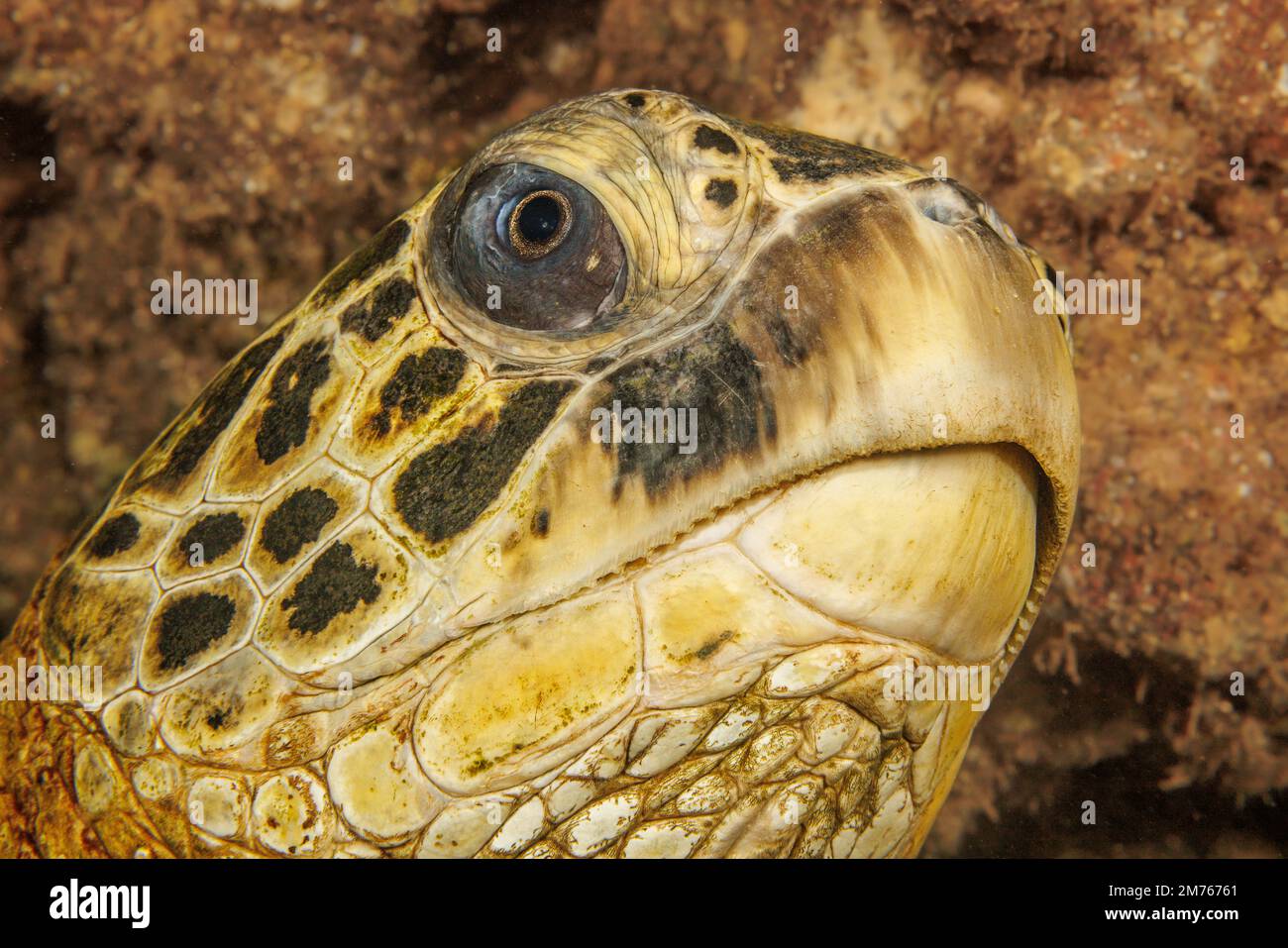 Un'occhiata da vicino alla testa di una tartaruga di mare verde, Chelonia mydas, una specie in via di estinzione, al largo di Maui, Hawaii. Foto Stock