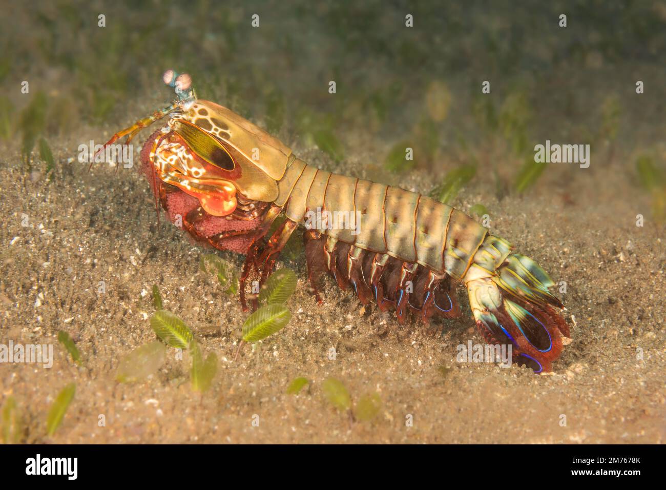 Un gambero di mantis di pavone, Odontodactylus scyllarus, che trasporta una massa di uovo rosso brillante, Filippine. Il gamberetto mantis vive in un burrow a forma di “U” ed è Foto Stock