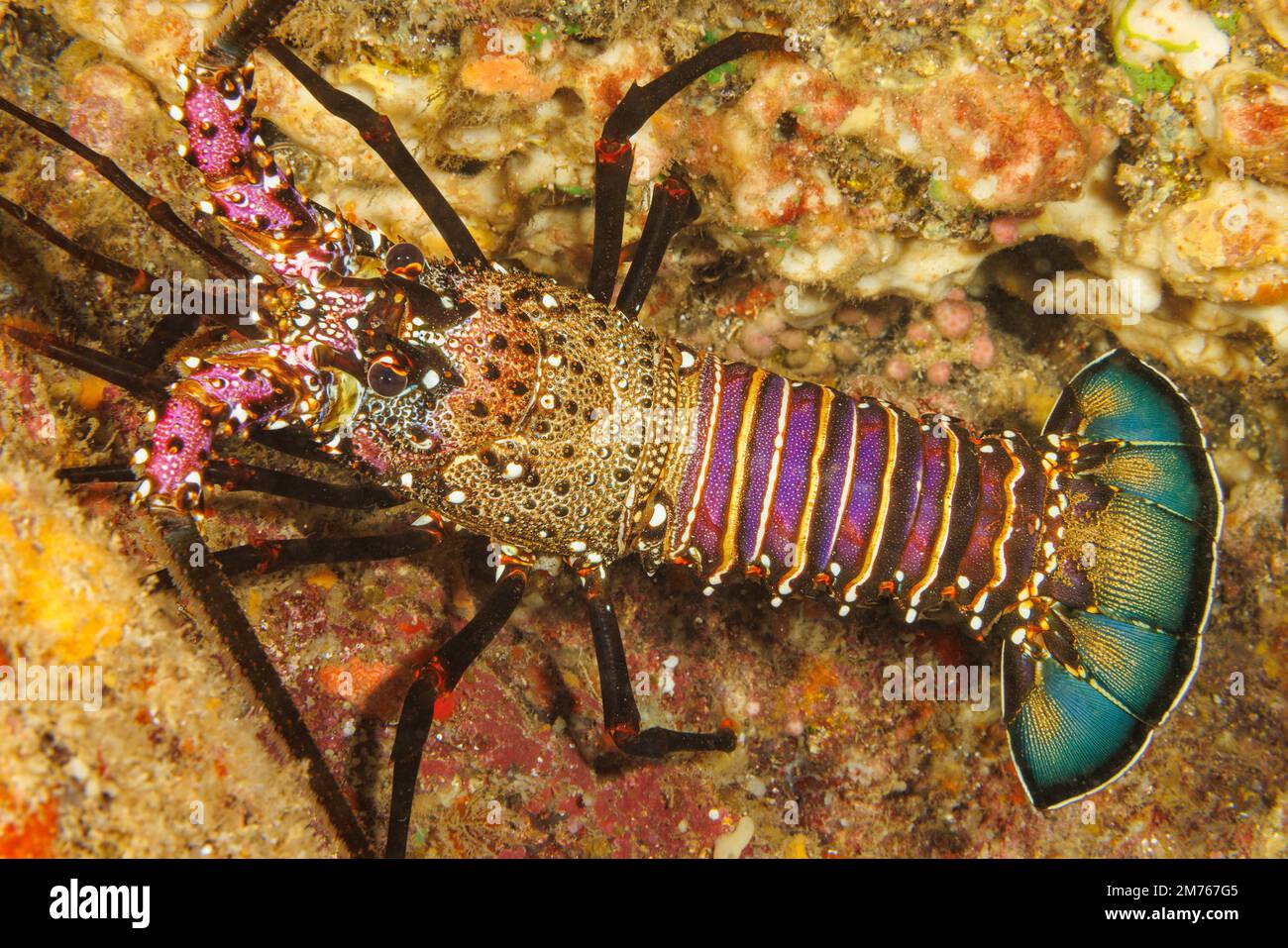 Il nastrare aragosta, Panulirus marginatus, è una specie endemica. Hawaii. Foto Stock