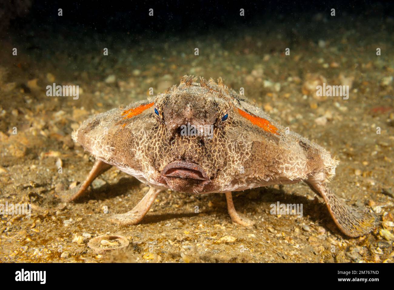 Il Polka-Dot batfish, Ogcocephalus radiatus, è anche conosciuto come batfish spotted e può raggiungere oltre un piede di lunghezza, Florida, USA. Foto Stock