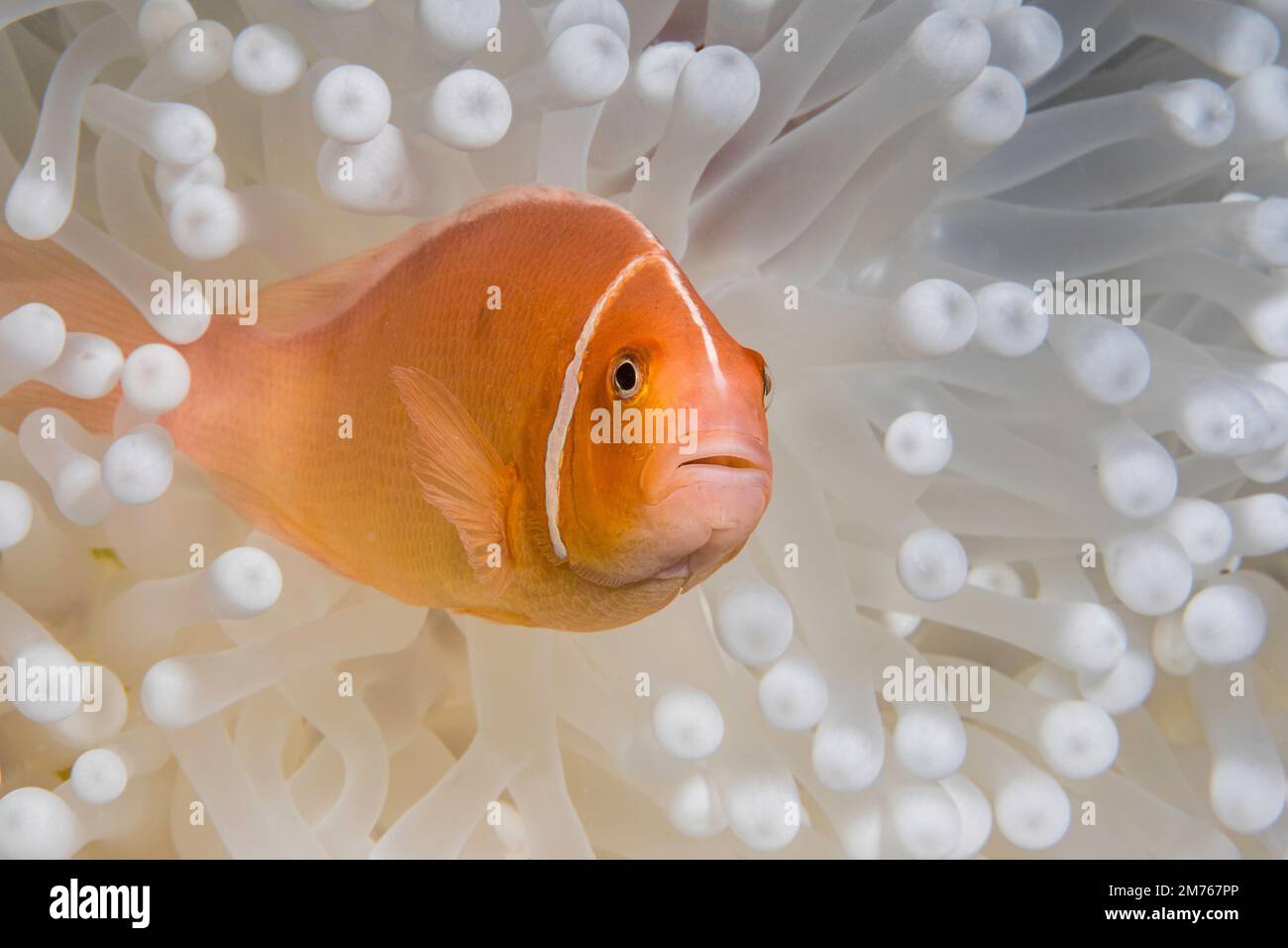 Questa rosa, anemonefish Amphiprion perideraion, è in un anemone, Heteractis magnifica, che è la sbianca dalle alte temperature degli oceani e stress da calore, Foto Stock