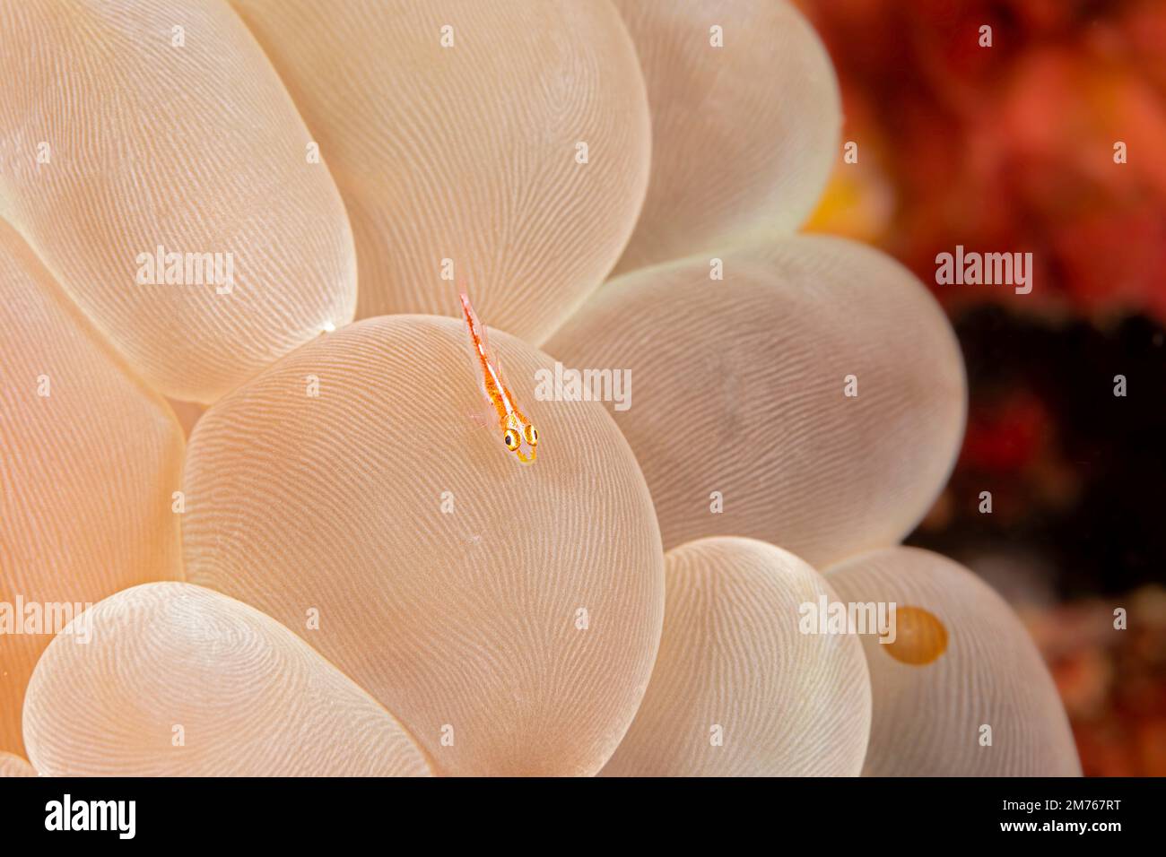 Ghost Goby, Pleurosicya mossambica su corallo bolla, Physogyra lechtensteini, Filippine. Foto Stock