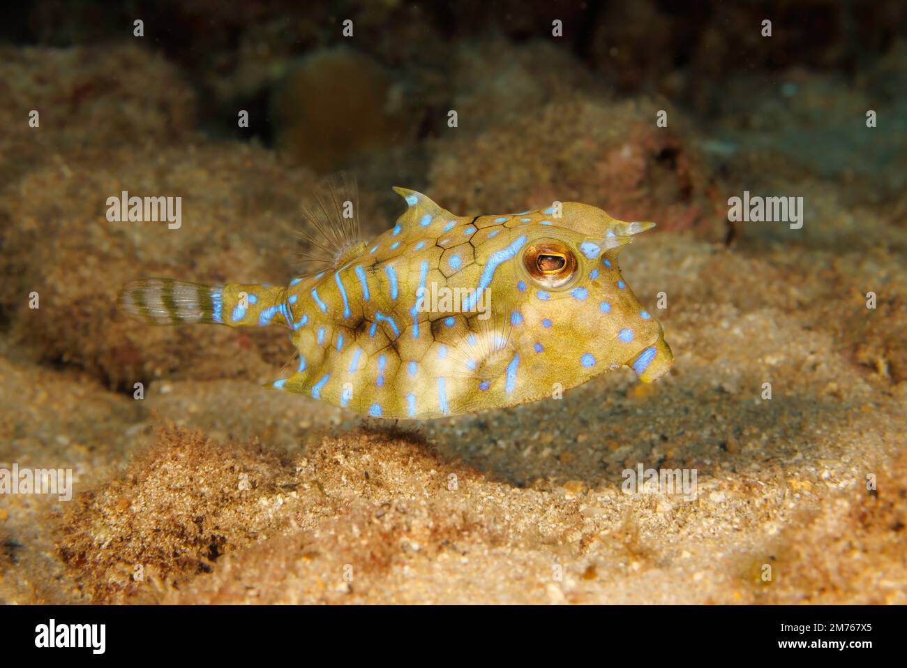 Il pesce culo/trunkfish spinoso, Lactoria fornasini, raggiunge cinque pollici di lunghezza, Hawaii. Foto Stock