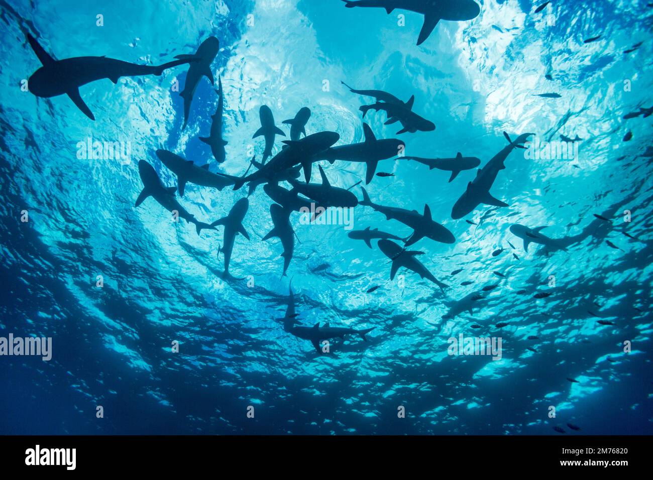 Blacktip gli squali, Carcharhinus melanopterus, crociera appena al di sotto della superficie dell'isola di Yap, Micronesia. Foto Stock