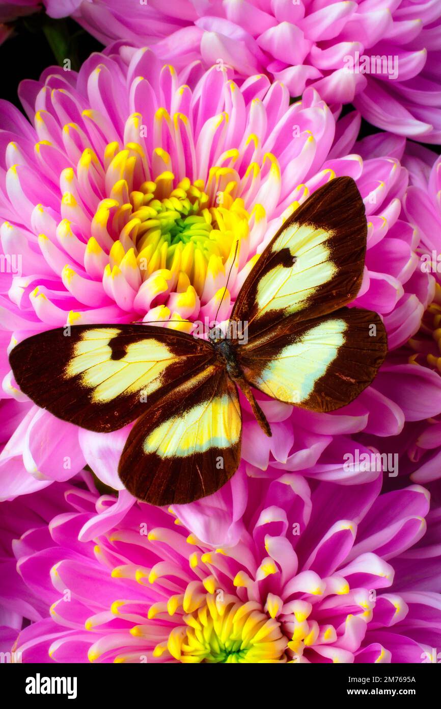 Diffondere le tue ali Foto Stock