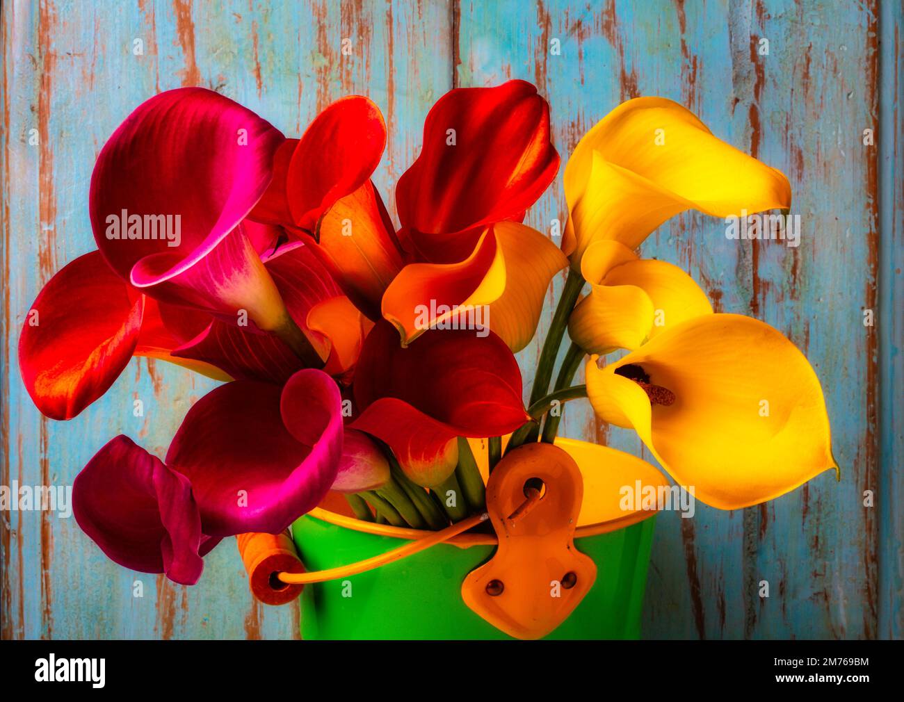 Secchio di Calla Lilies Foto Stock