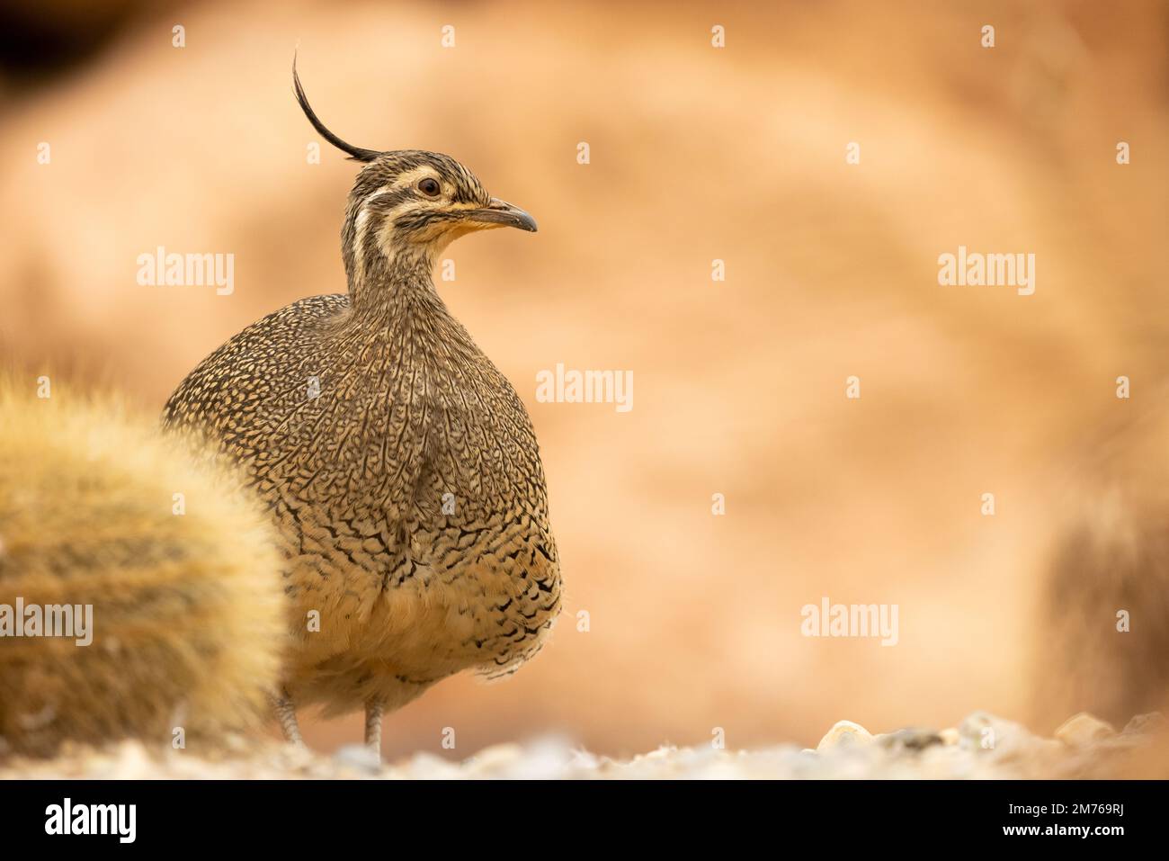 Elegante timanu crestato [ Eudromia elegans ] a Paington Zoo, Paington, Devon, UK Foto Stock