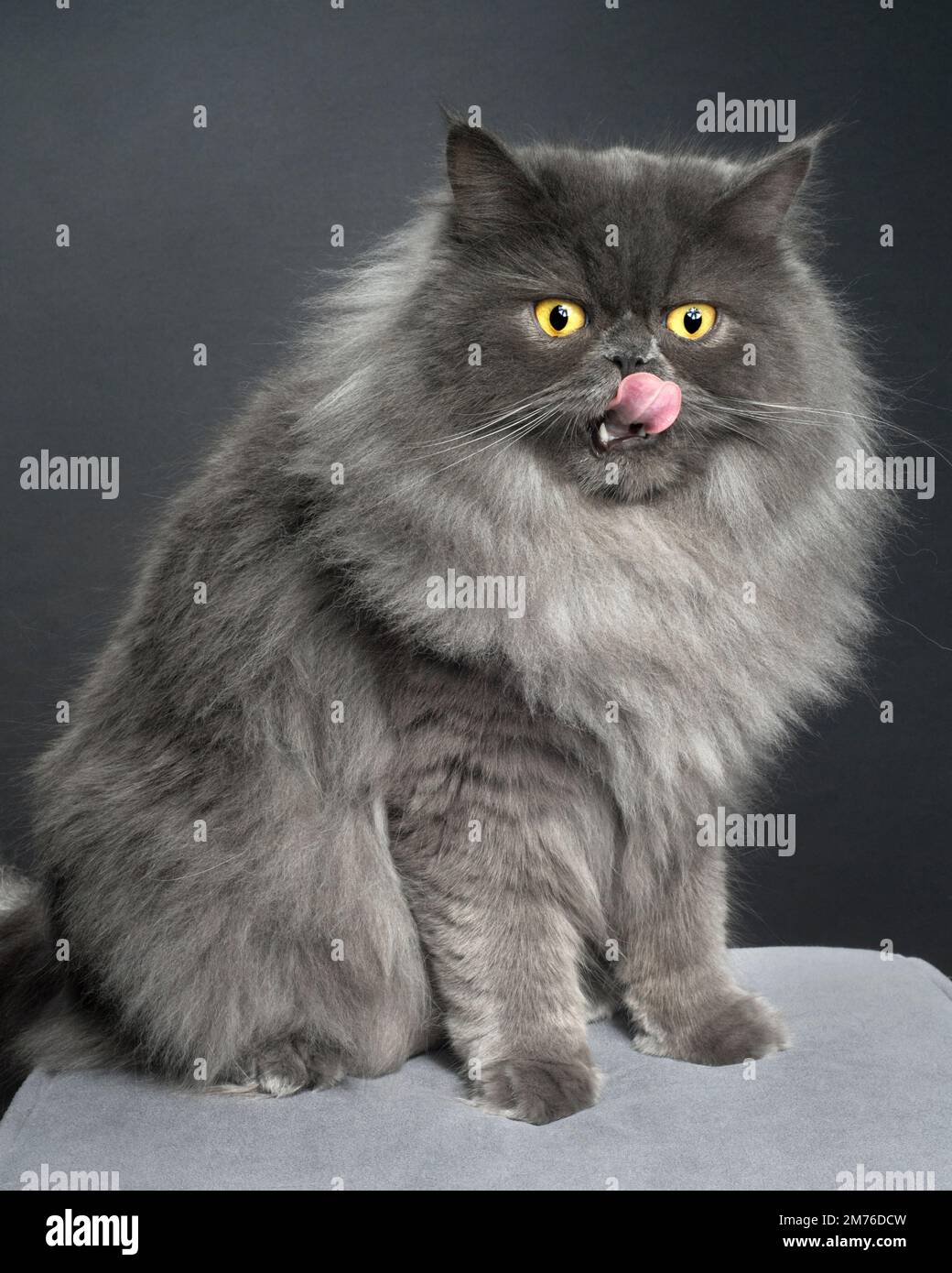 Divertente gatto grigio a capelli lunghi leccando le labbra. Foto Stock