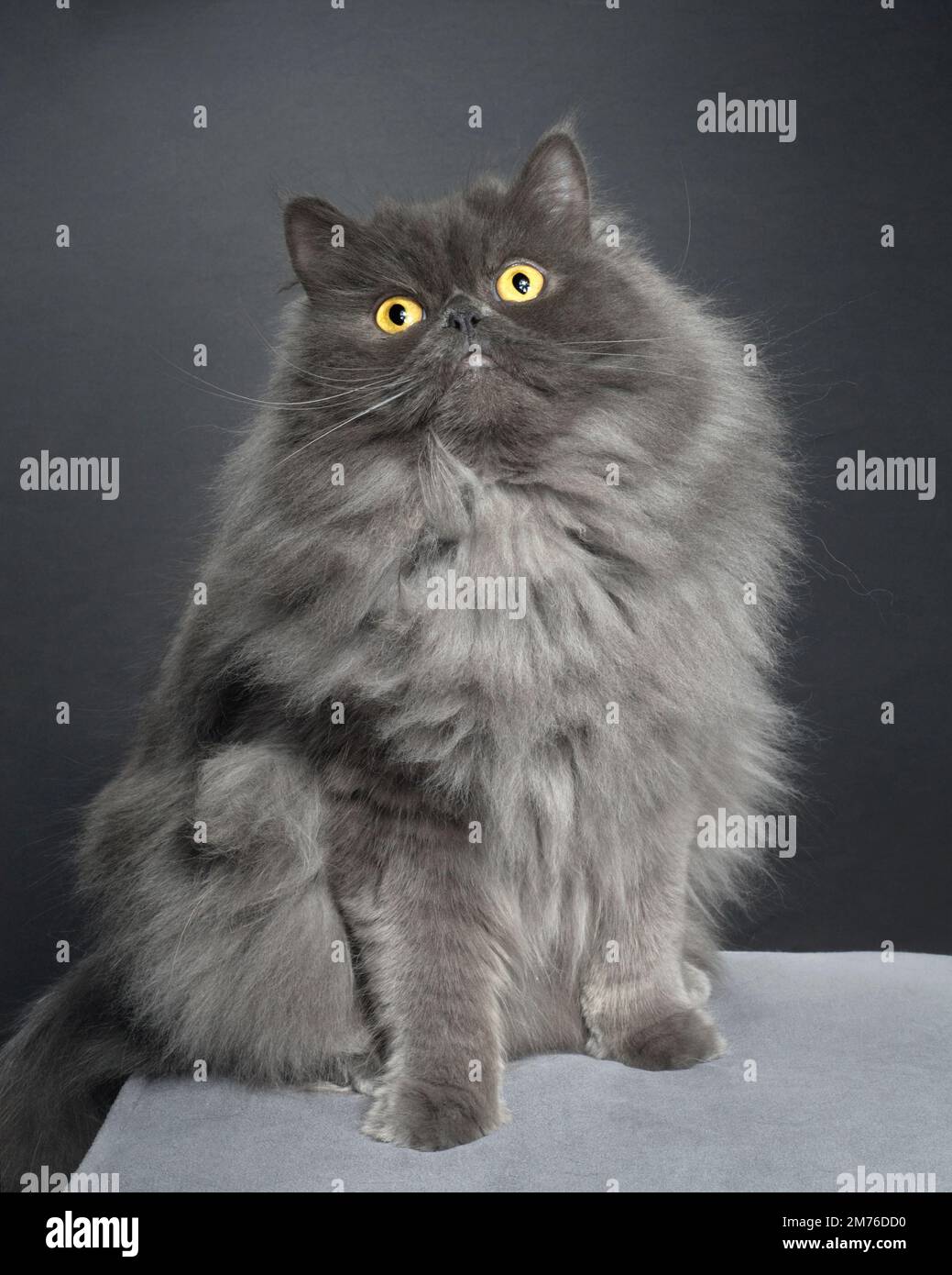Carino gatto grigio lanuginoso seduto. Foto Stock
