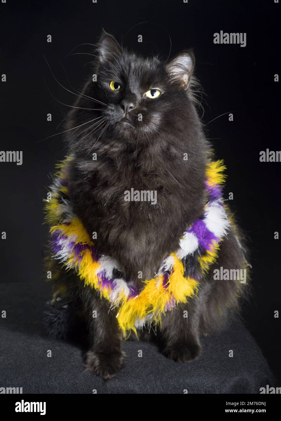 Bel gatto nero a capelli lunghi che indossa i colori della bandiera non binaria: Giallo, viola, nero e bianco. Foto Stock
